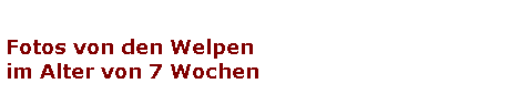 Fotos von den Welpen
im Alter von 7 Wochen