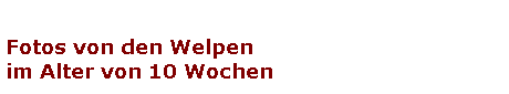Fotos von den Welpen
im Alter von 10 Wochen