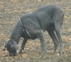 suchende Dogge