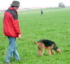 Airdale bei der Suche