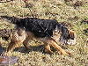 BorderTerrier01