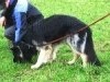 Sch�ferhund-Anf�nger